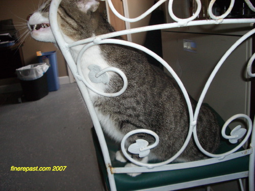 The FineRepast cat - White Sox